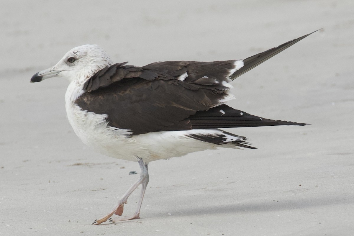 Lesser Black-backed Gull (fuscus) - ML539289511
