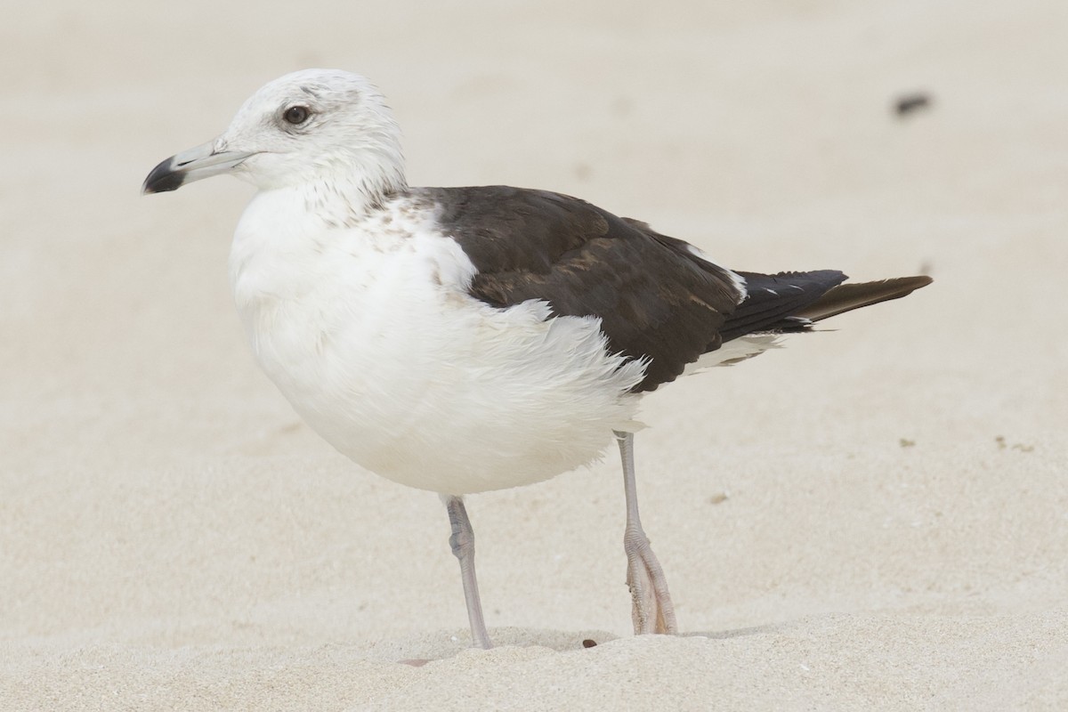Lesser Black-backed Gull (fuscus) - ML539289521