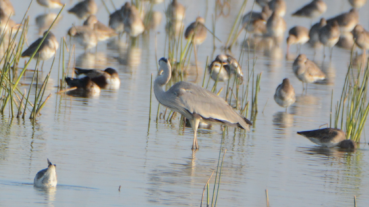 Gray Heron - ML539289581