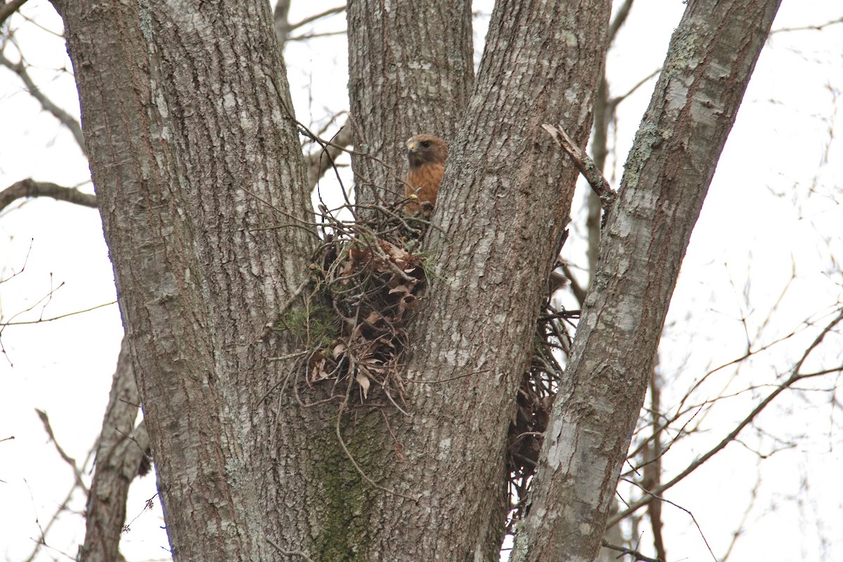 Red-shouldered Hawk - ML539289651