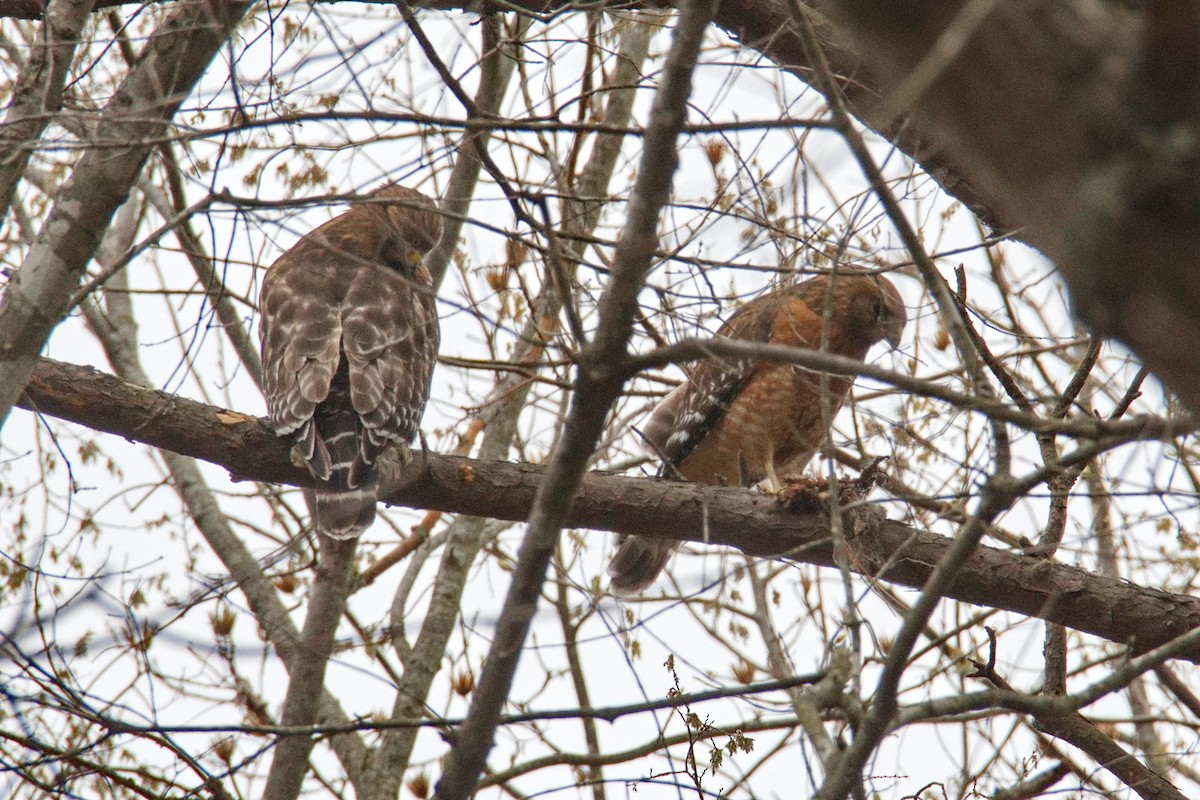 Red-shouldered Hawk - ML539290121
