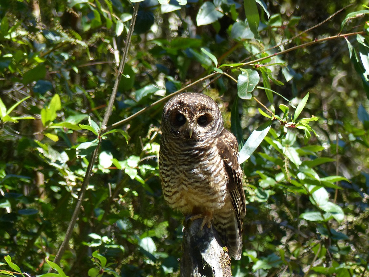 Rufous-legged Owl - ML539290391