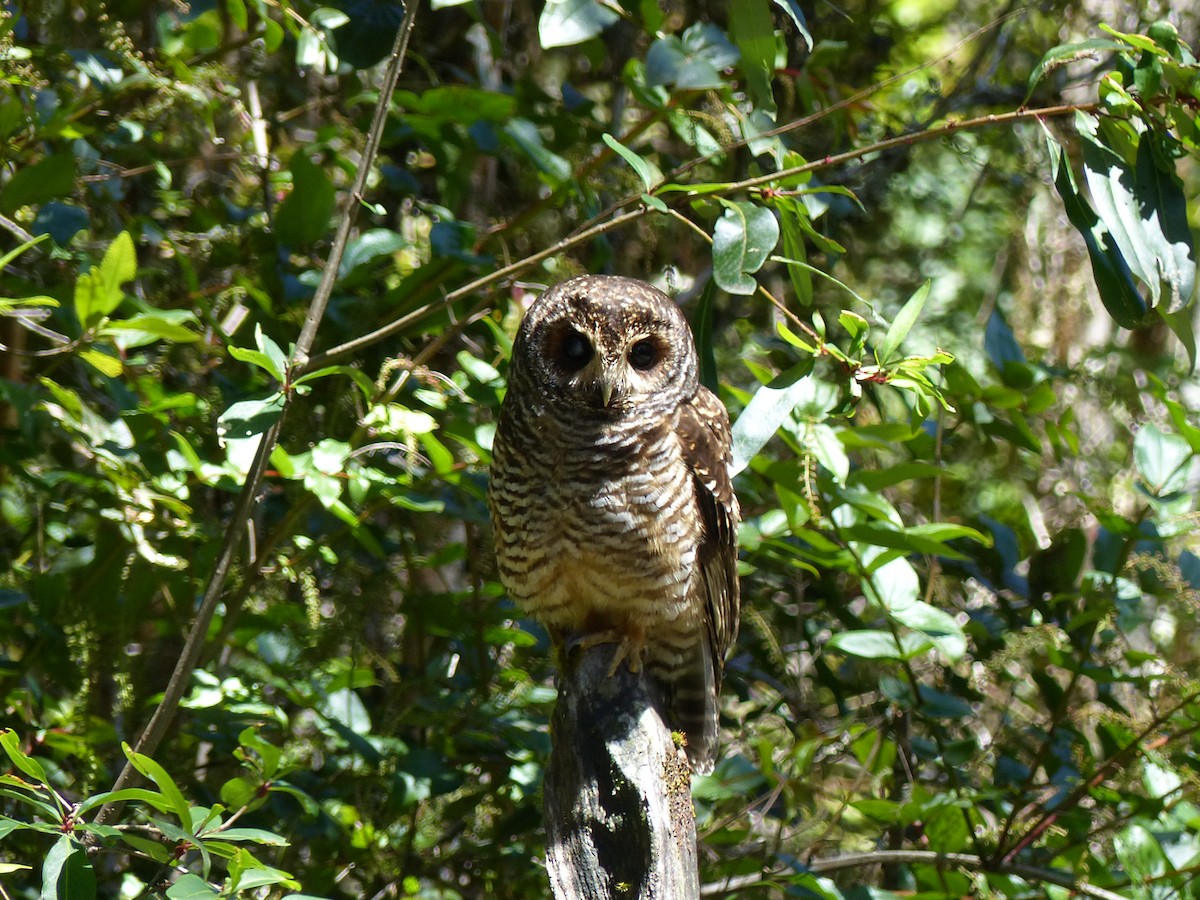 Rufous-legged Owl - ML539290401