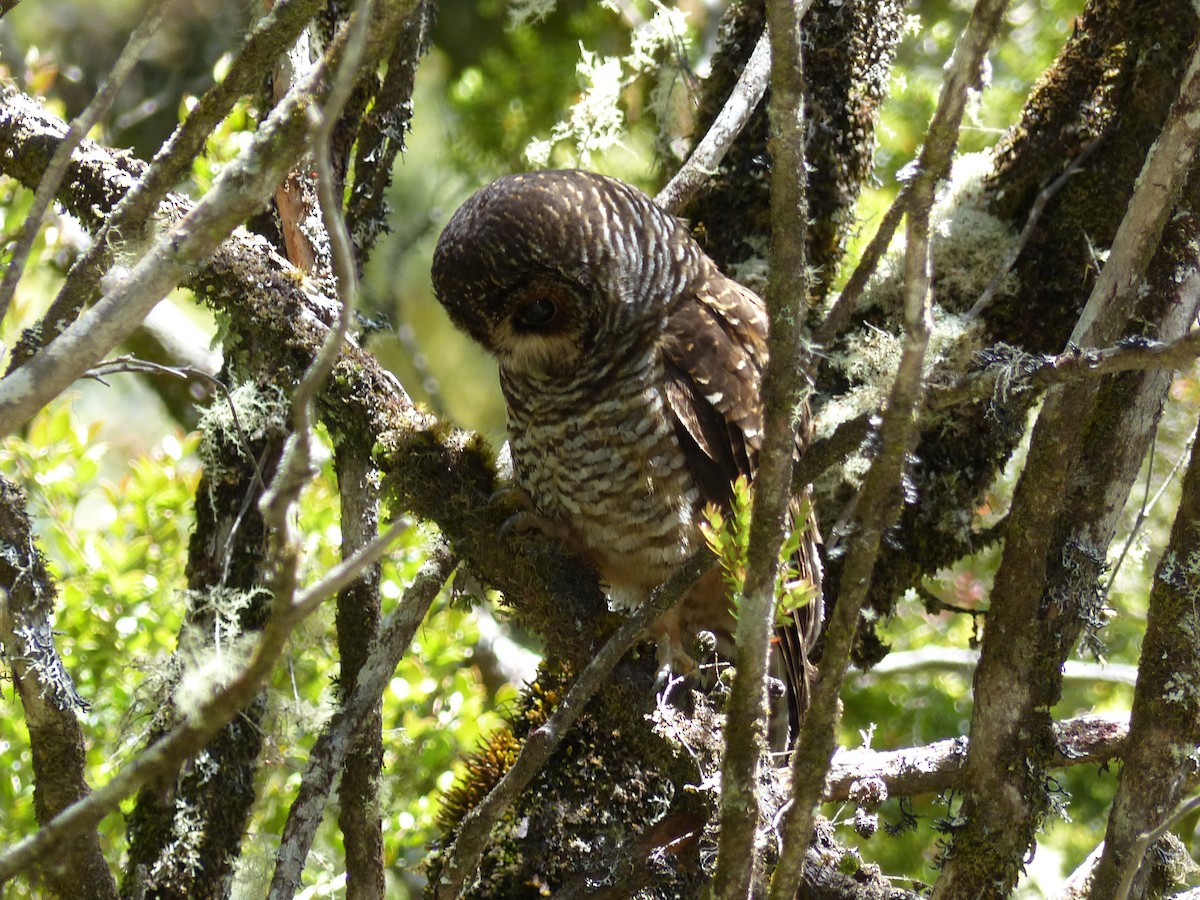 Rufous-legged Owl - ML539290411