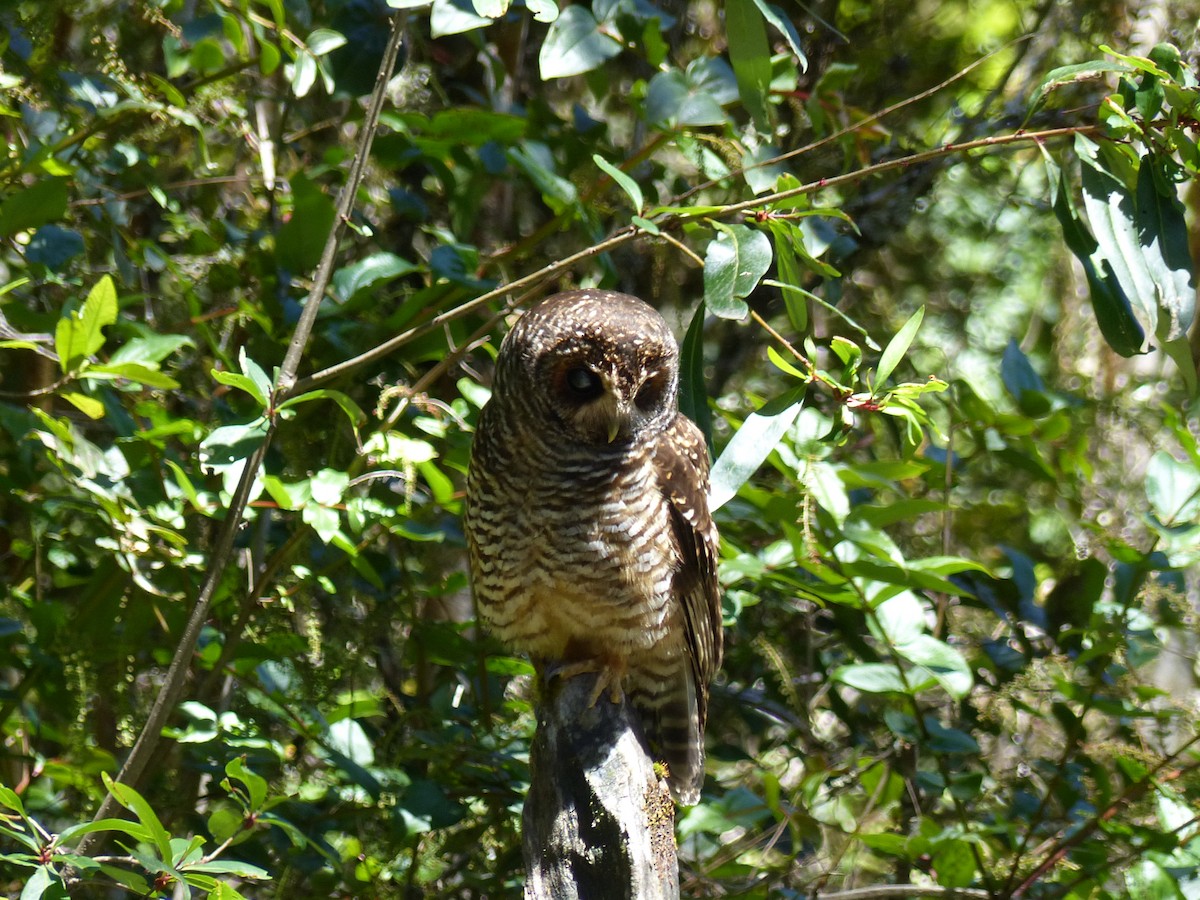 Rufous-legged Owl - ML539290431