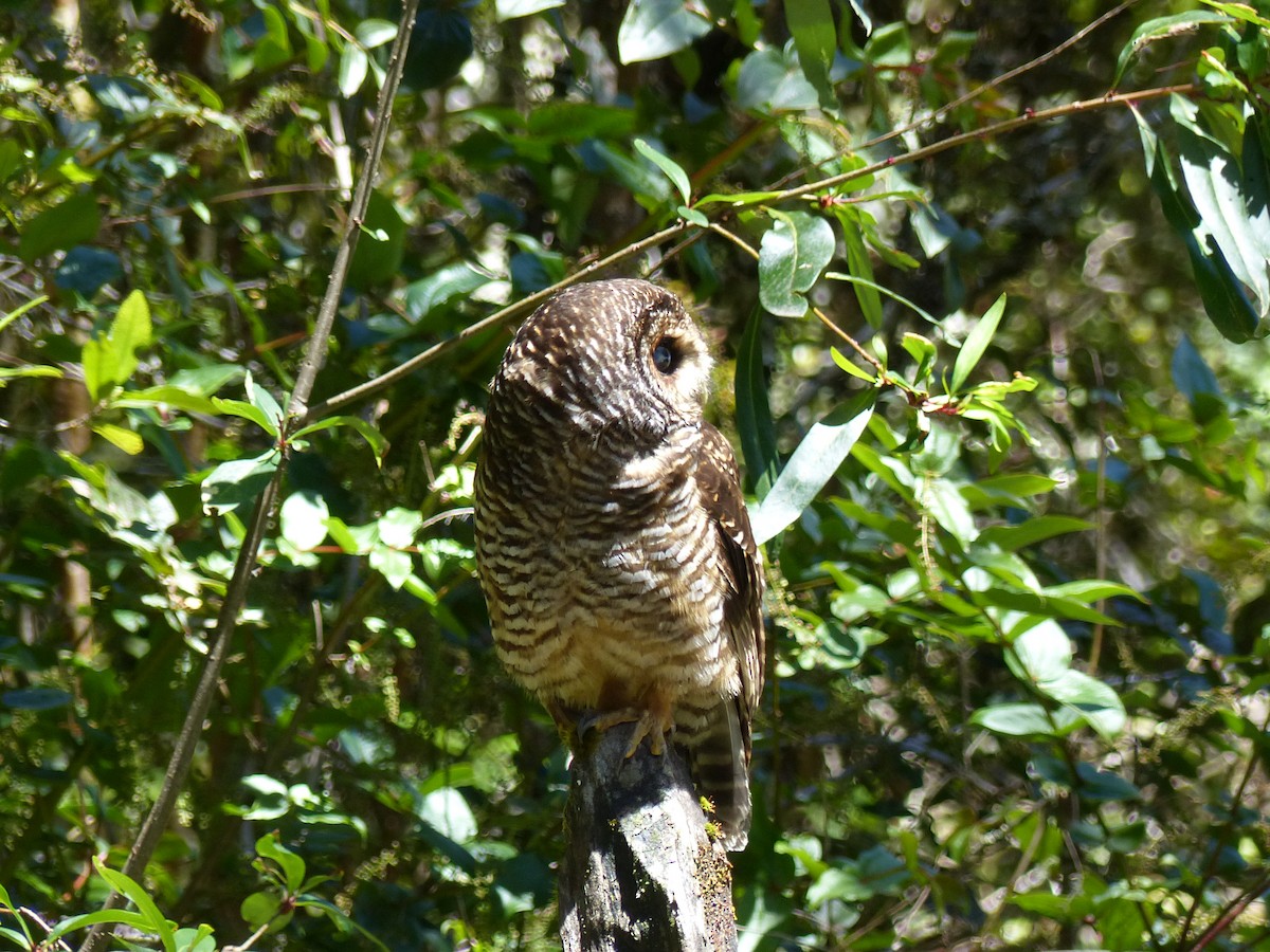 Rufous-legged Owl - ML539290441