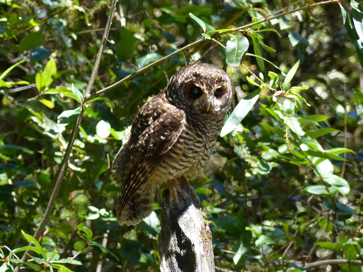 Rufous-legged Owl - ML539290461