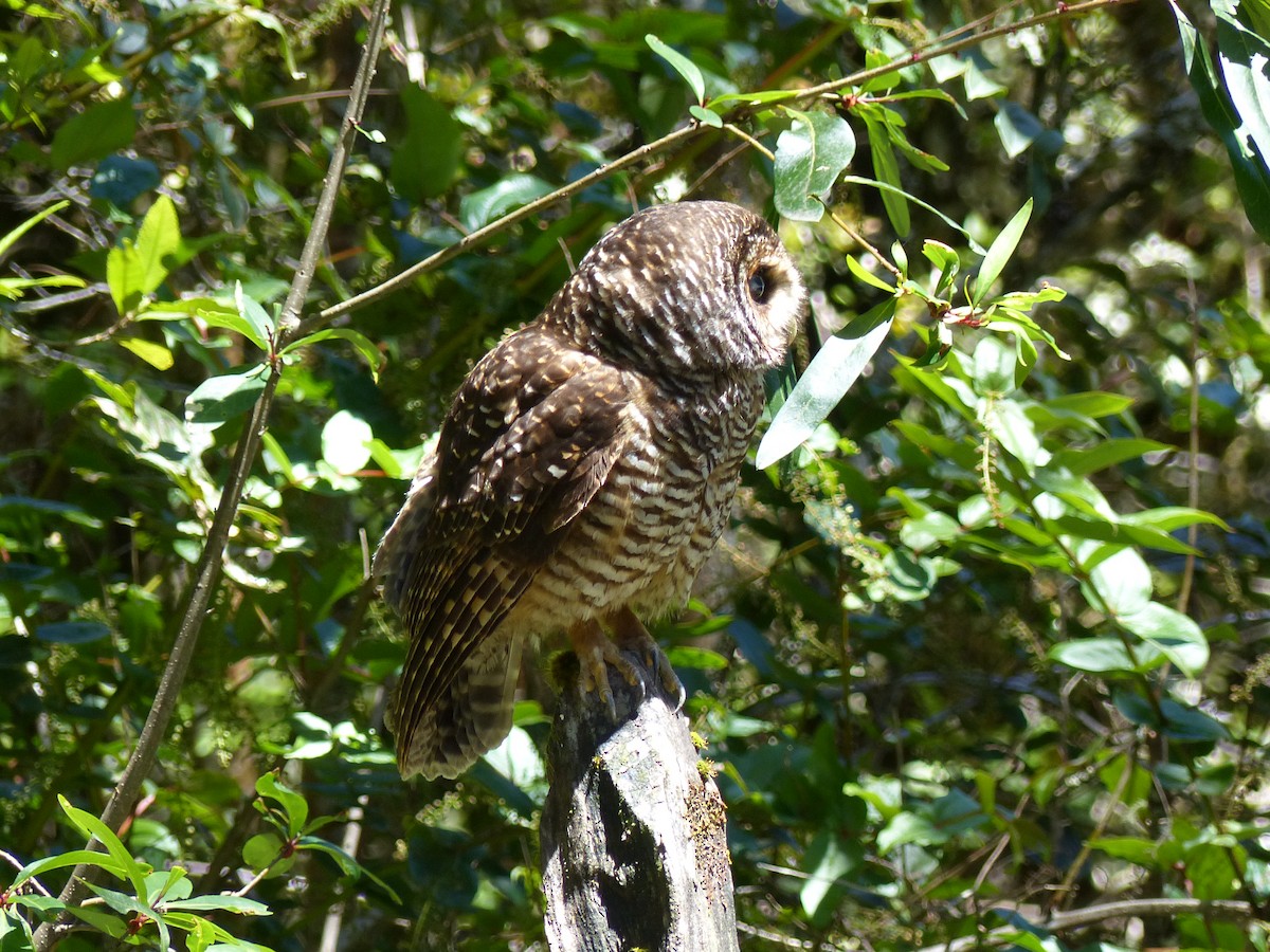 Rufous-legged Owl - ML539290471