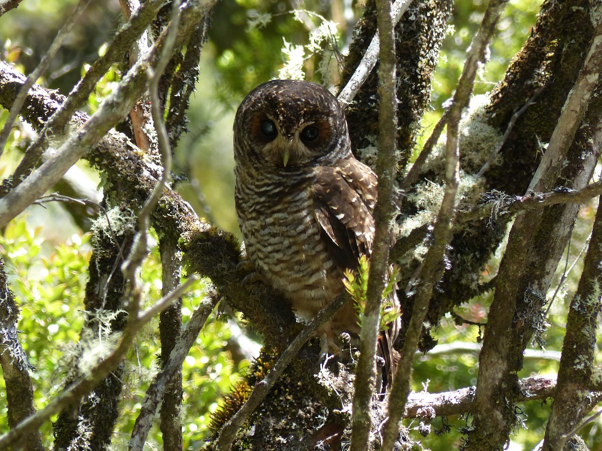 Rufous-legged Owl - ML539290481