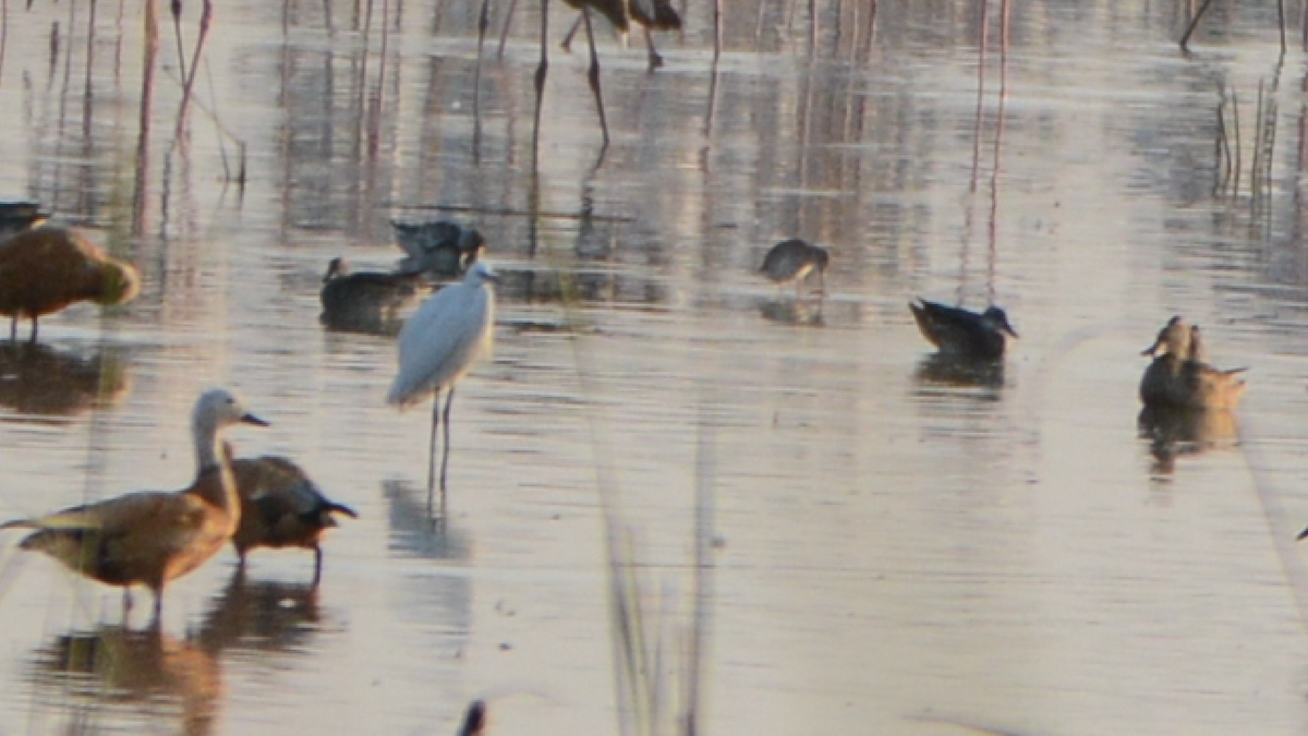 Little Egret - ML539290921