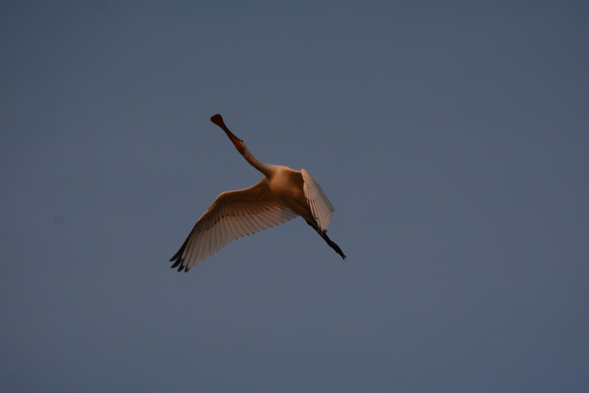 Eurasian Spoonbill - Anup Chavda