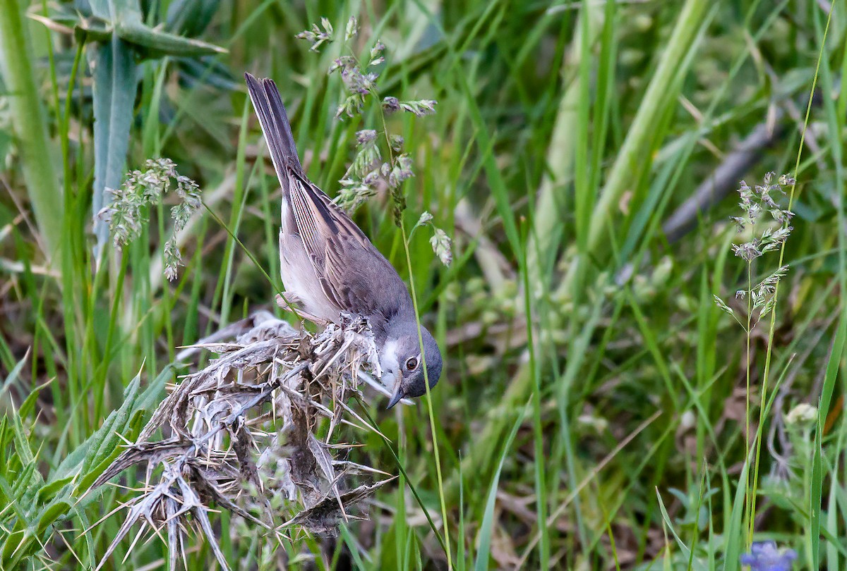 Greater Whitethroat - ML539292391