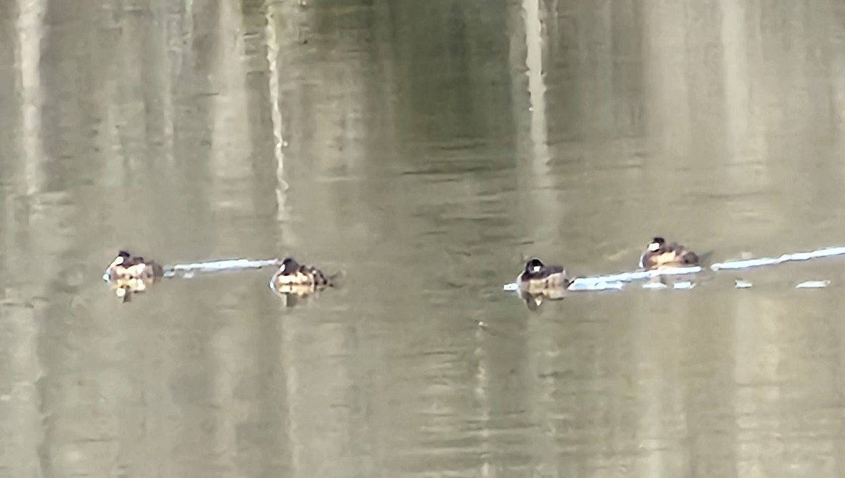 Ruddy Duck - ML539292401