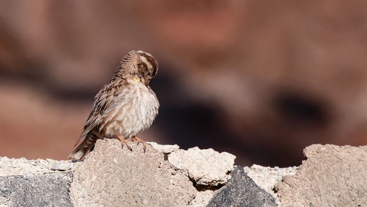 Rock Sparrow - ML539292491