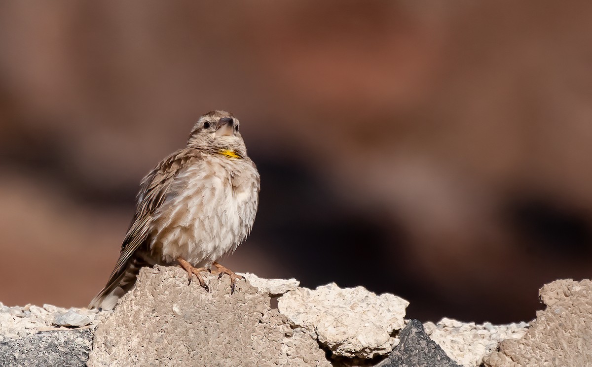 Rock Sparrow - ML539292551