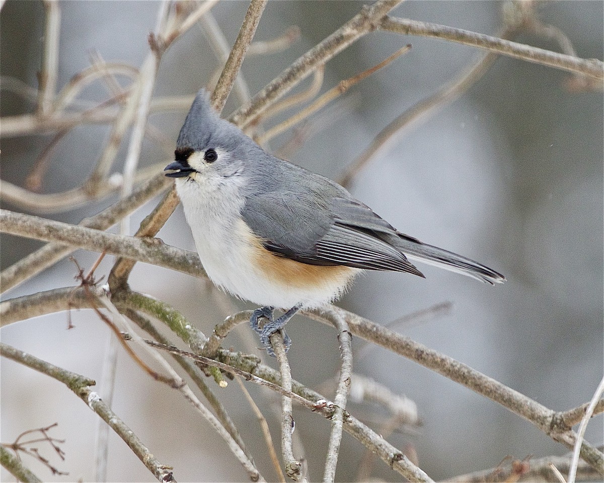 Tufted Titmouse - ML539292861