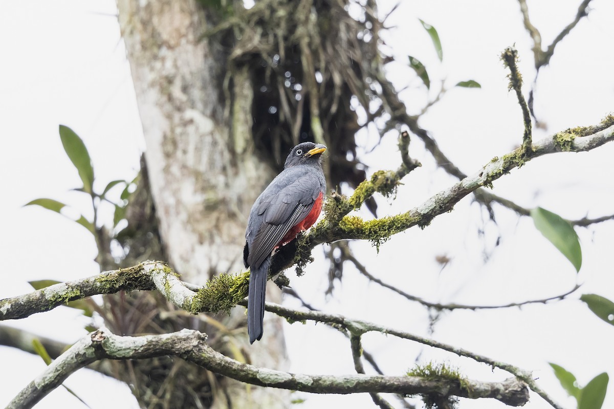 Trogon d'Équateur - ML539292921