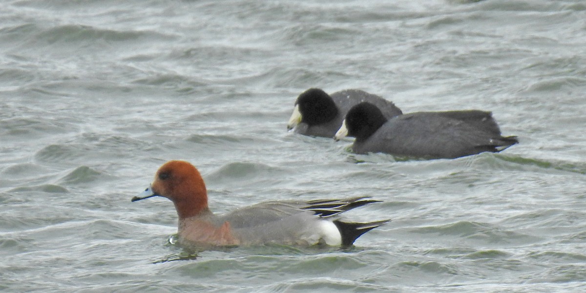 Eurasian Wigeon - ML53929581