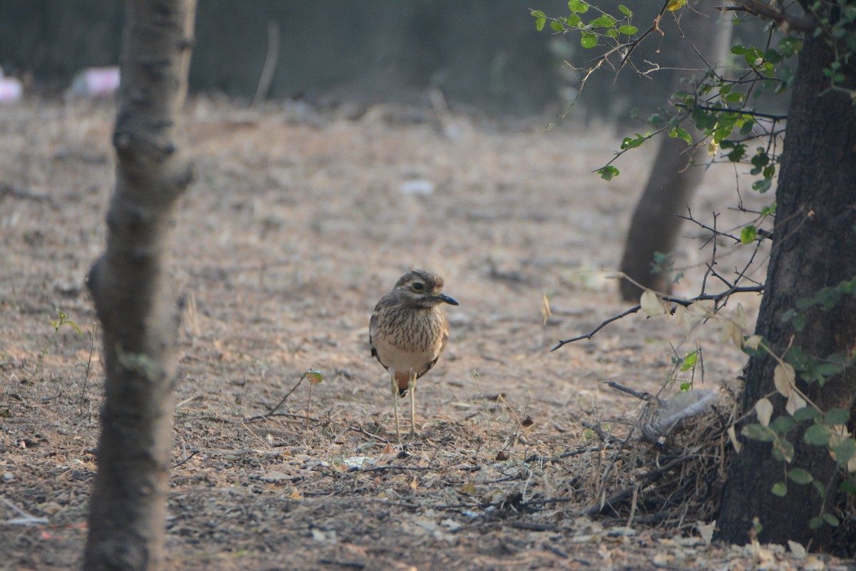 Indian Thick-knee - ML539295851