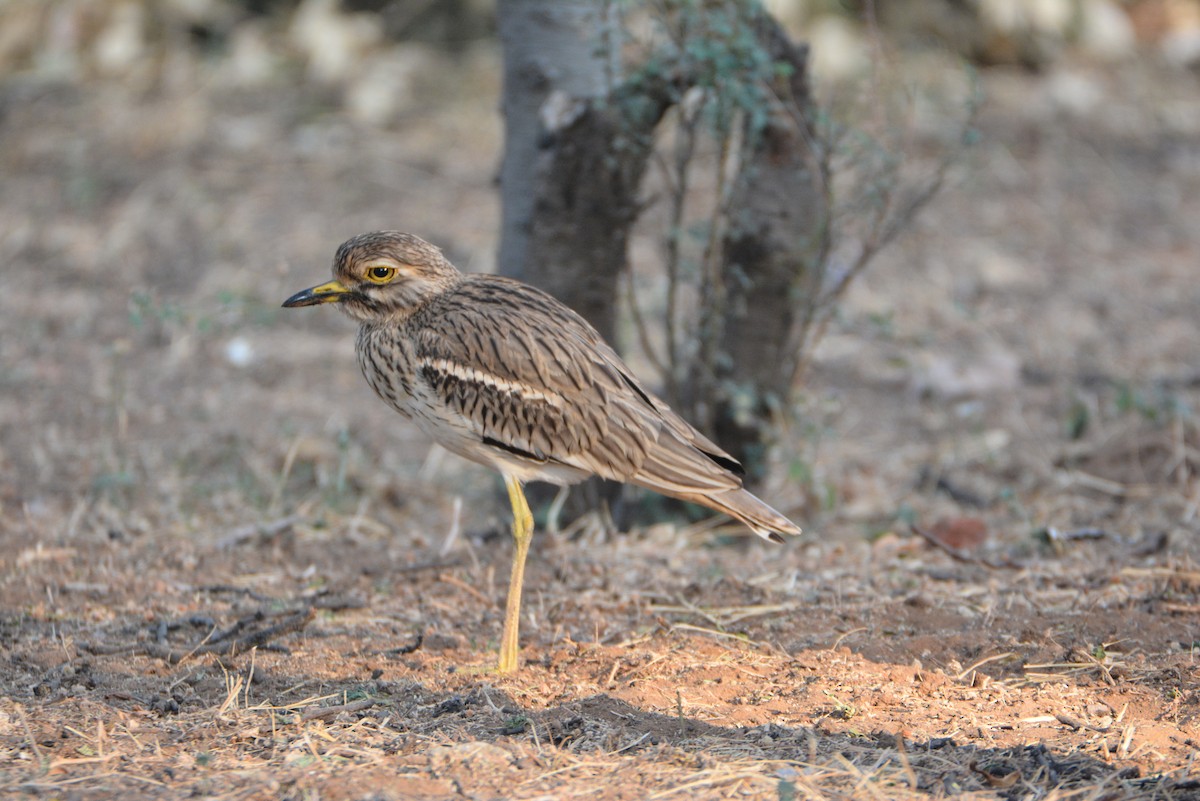 Indian Thick-knee - ML539296691