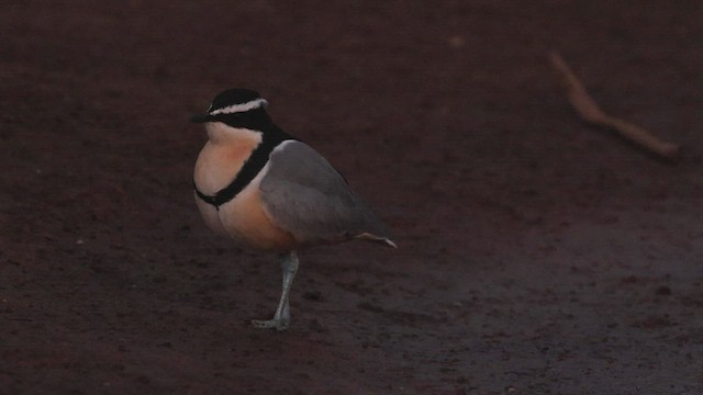 Egyptian Plover - ML539297641