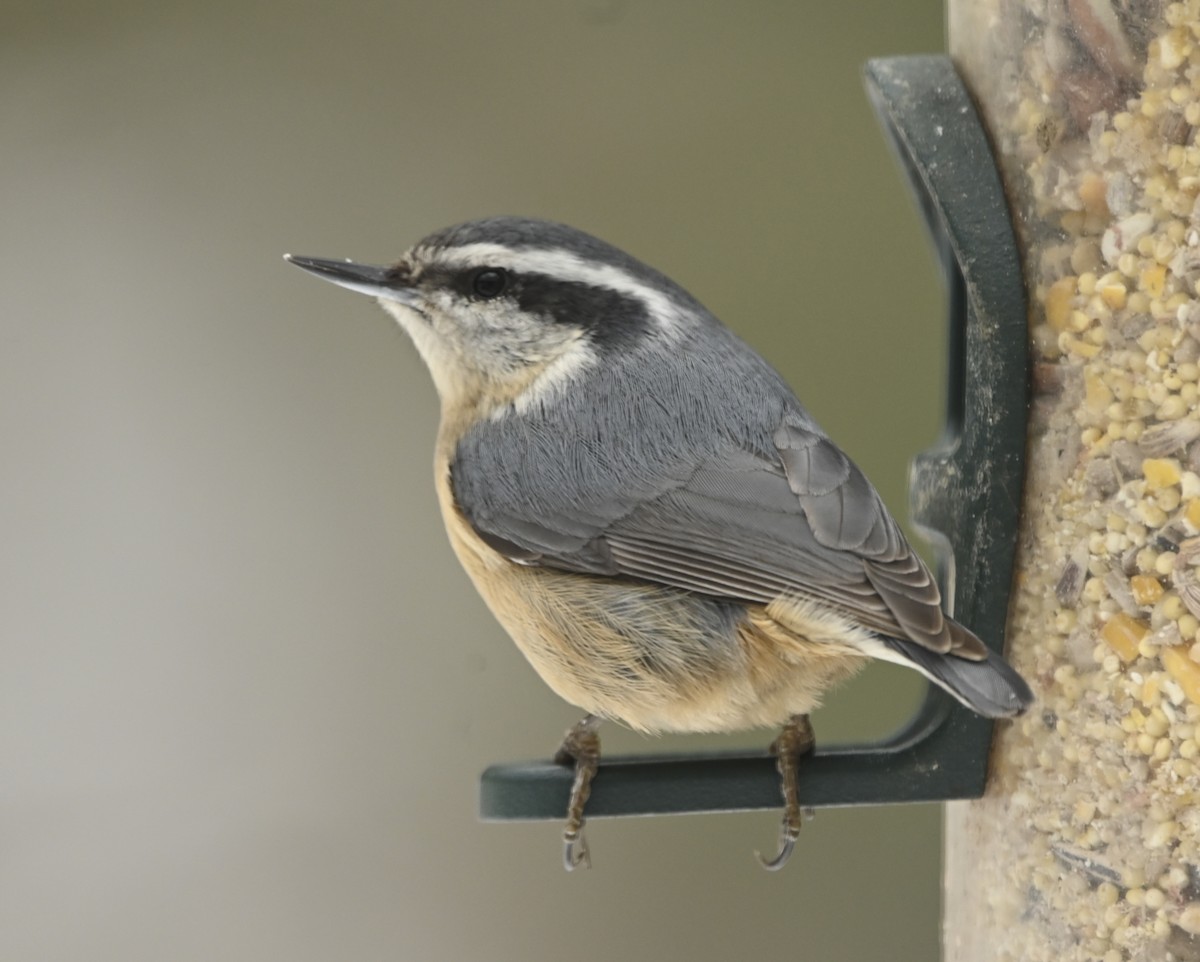 Red-breasted Nuthatch - ML539299631