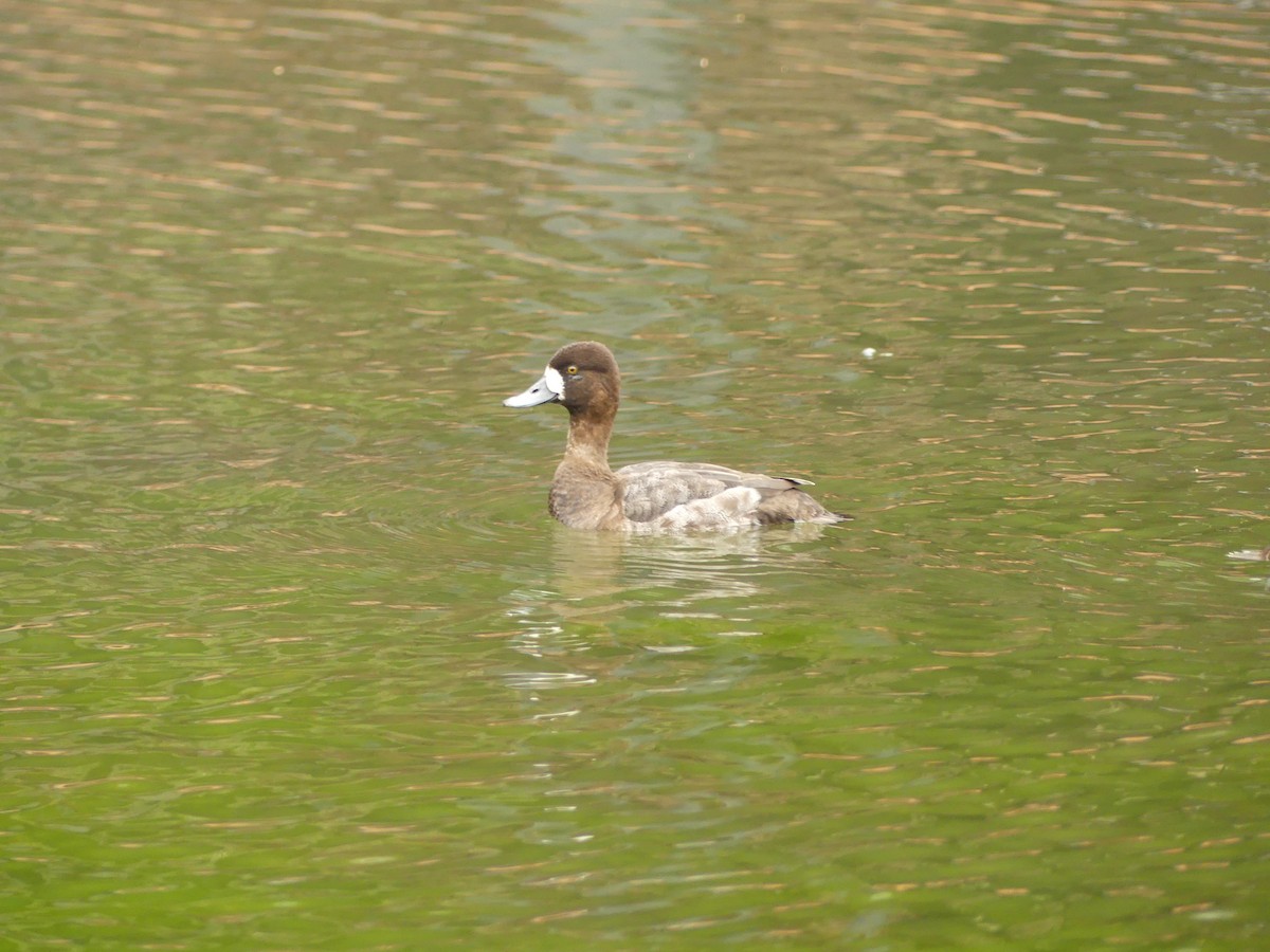 Lesser Scaup - ML539300261