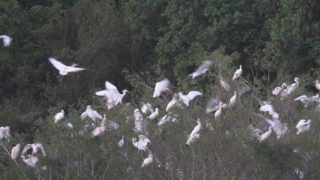 Western Cattle Egret - ML539300671