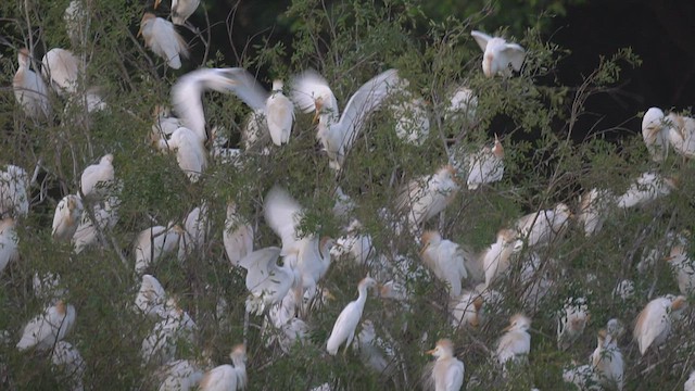 Western Cattle Egret - ML539300681