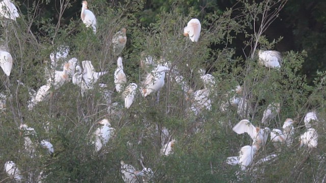 Western Cattle Egret - ML539300791