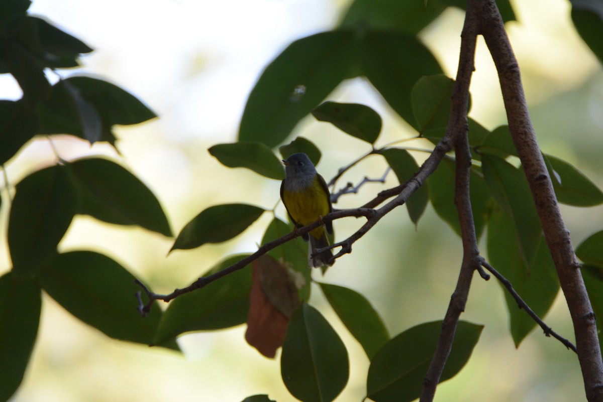 Gray-headed Canary-Flycatcher - Anup Chavda