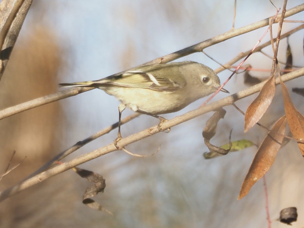 Ruby-crowned Kinglet - ML539302511