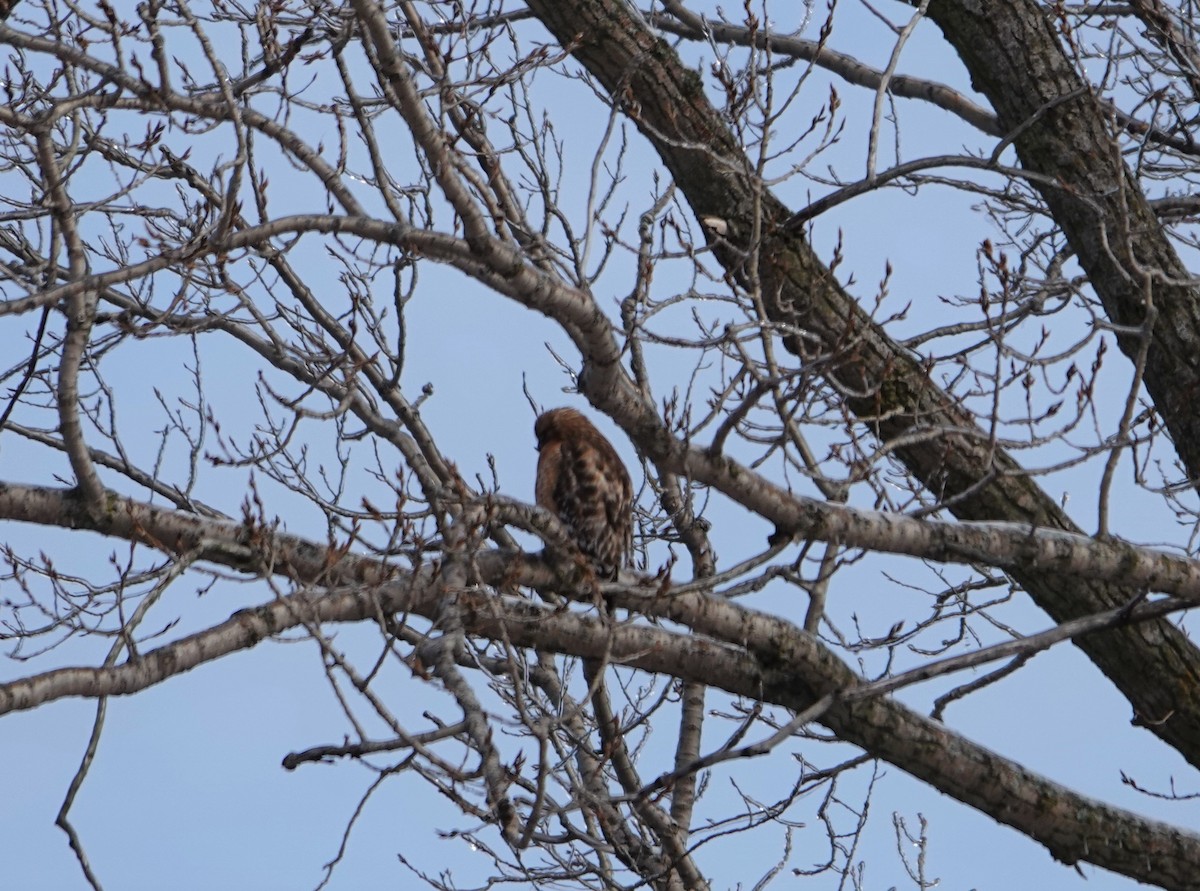 Red-shouldered Hawk - ML539302601