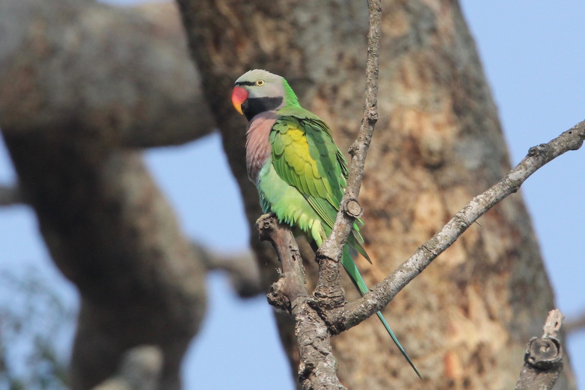 Red-breasted Parakeet - ML53930291