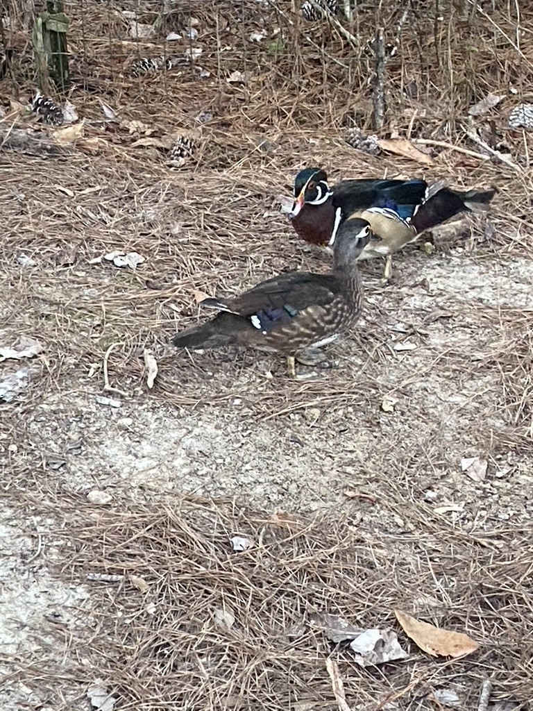 Wood Duck - ML539302921