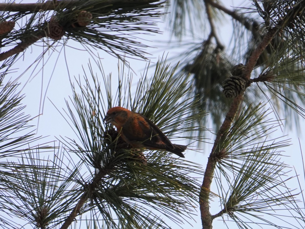 Red Crossbill - ML539302931
