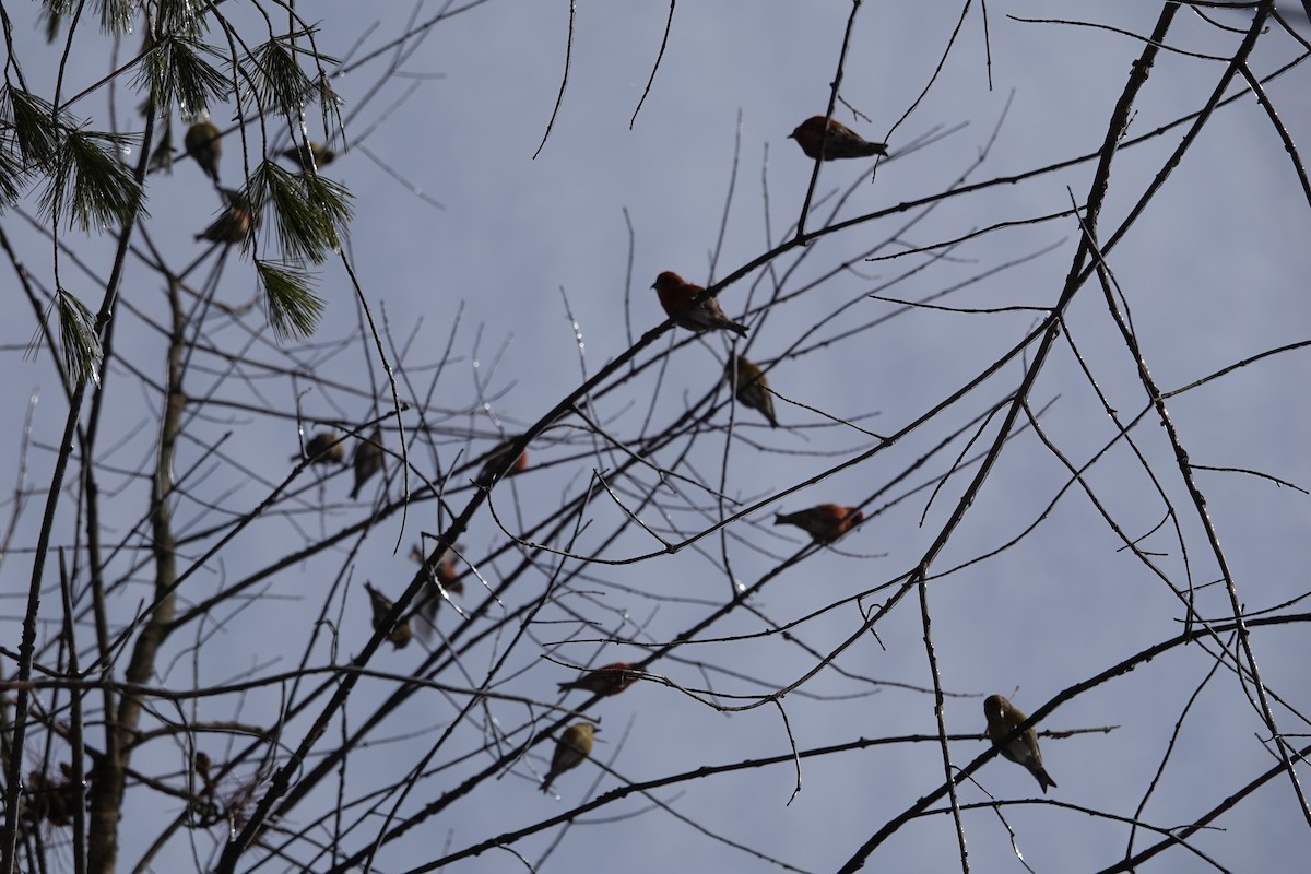 Red Crossbill - ML539303081