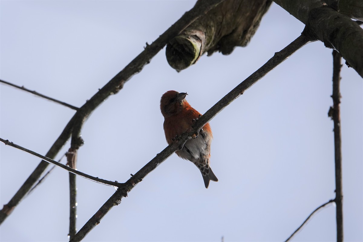 Red Crossbill - ML539303191