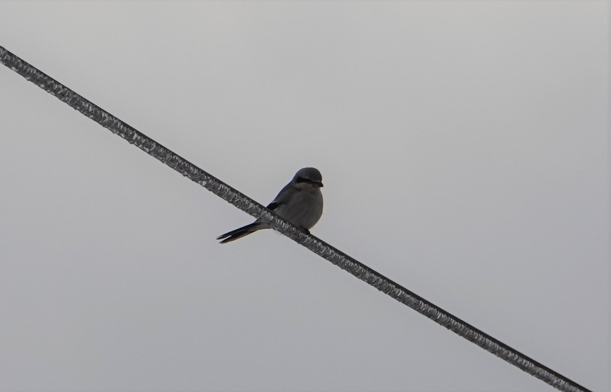 Northern Shrike - ML539303321