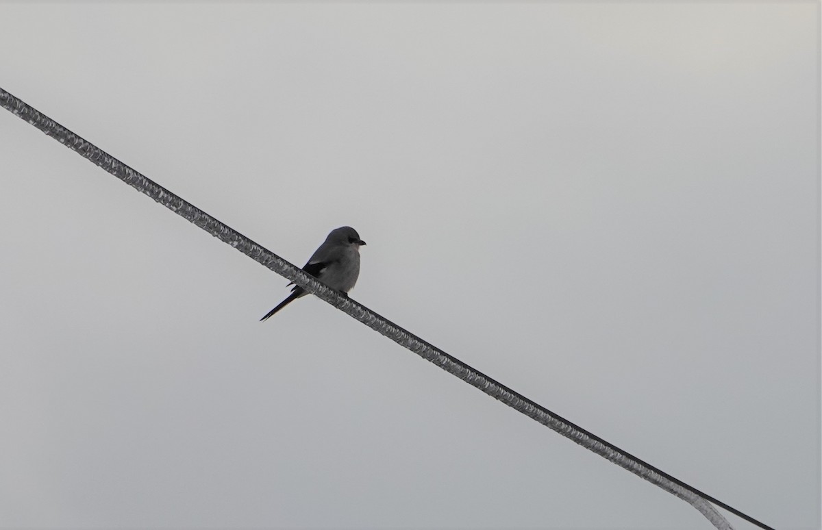 Northern Shrike - ML539303351