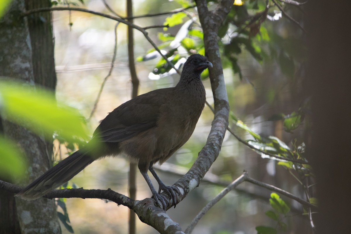 Plain Chachalaca - ML539303471