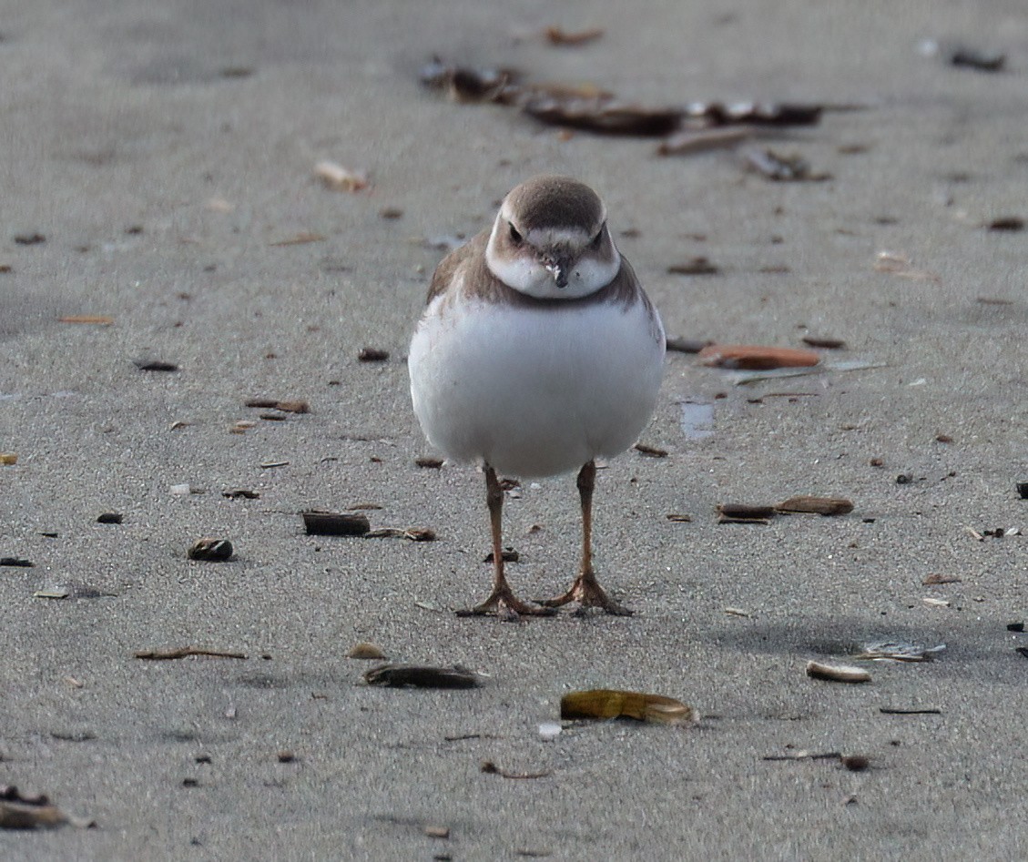 Semipalmated Plover - ML539303651