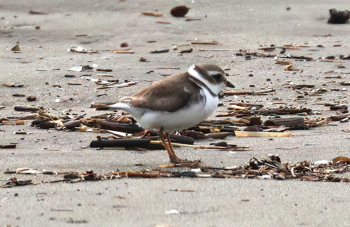 Semipalmated Plover - ML539303661