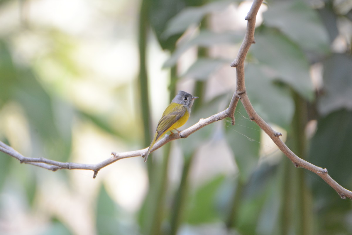 Gray-headed Canary-Flycatcher - ML539304361