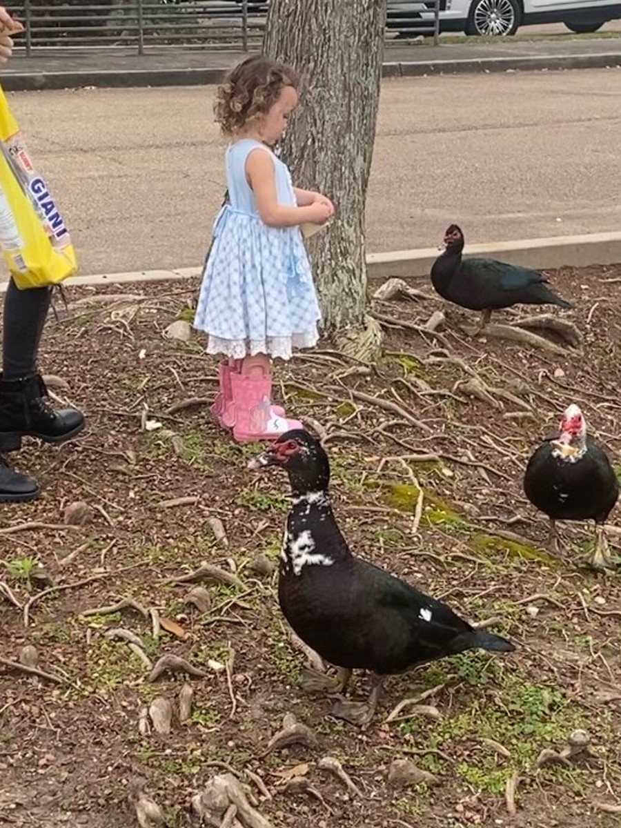 Muscovy Duck (Domestic type) - ML539304921