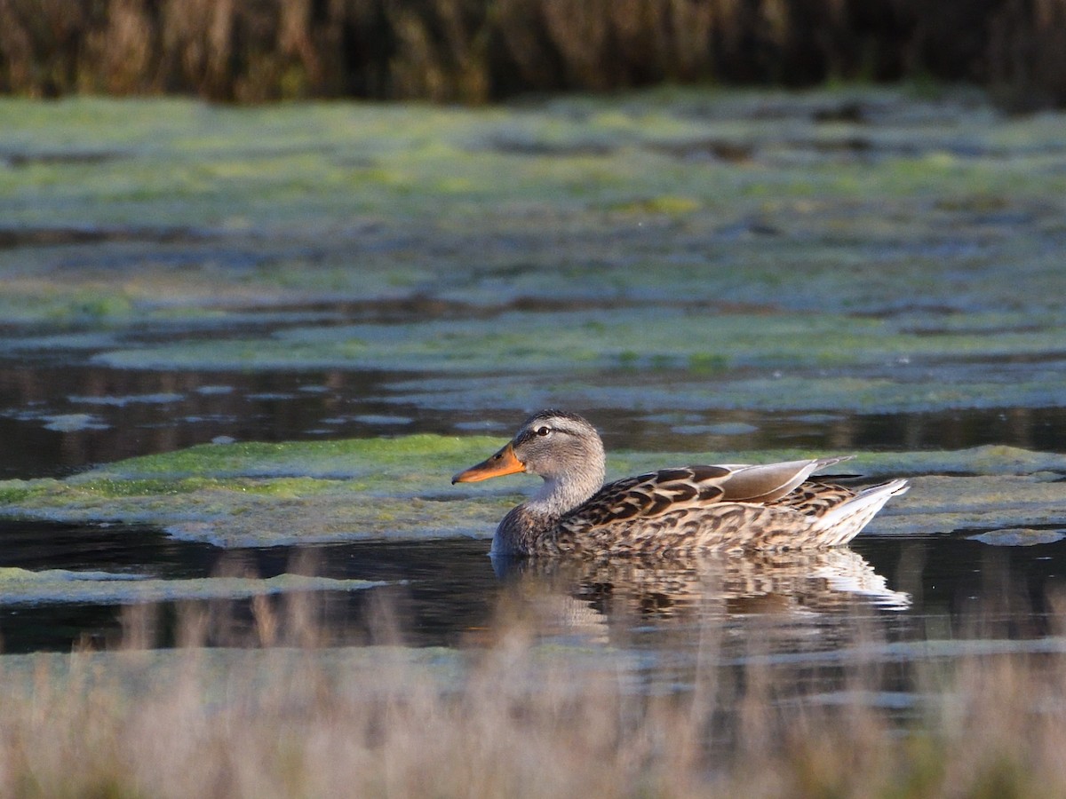 Mallard - ML539306391