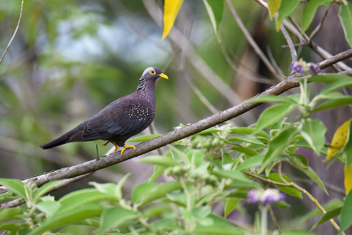 Rameron Pigeon - Regard Van Dyk