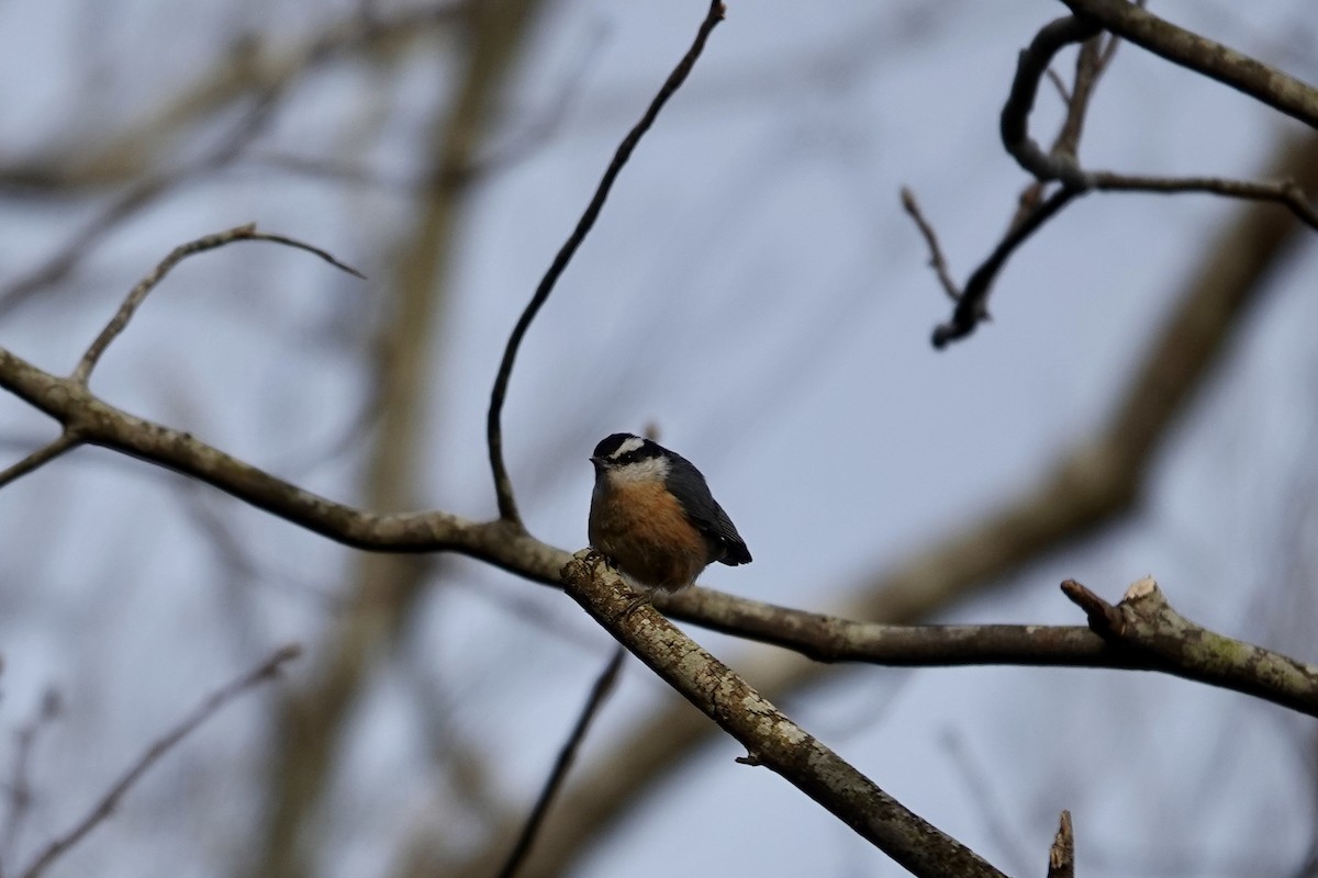 Red-breasted Nuthatch - June McDaniels