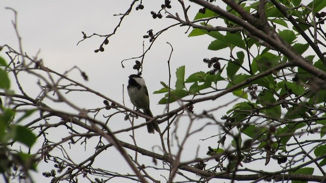 Black-capped Chickadee - ML539309721