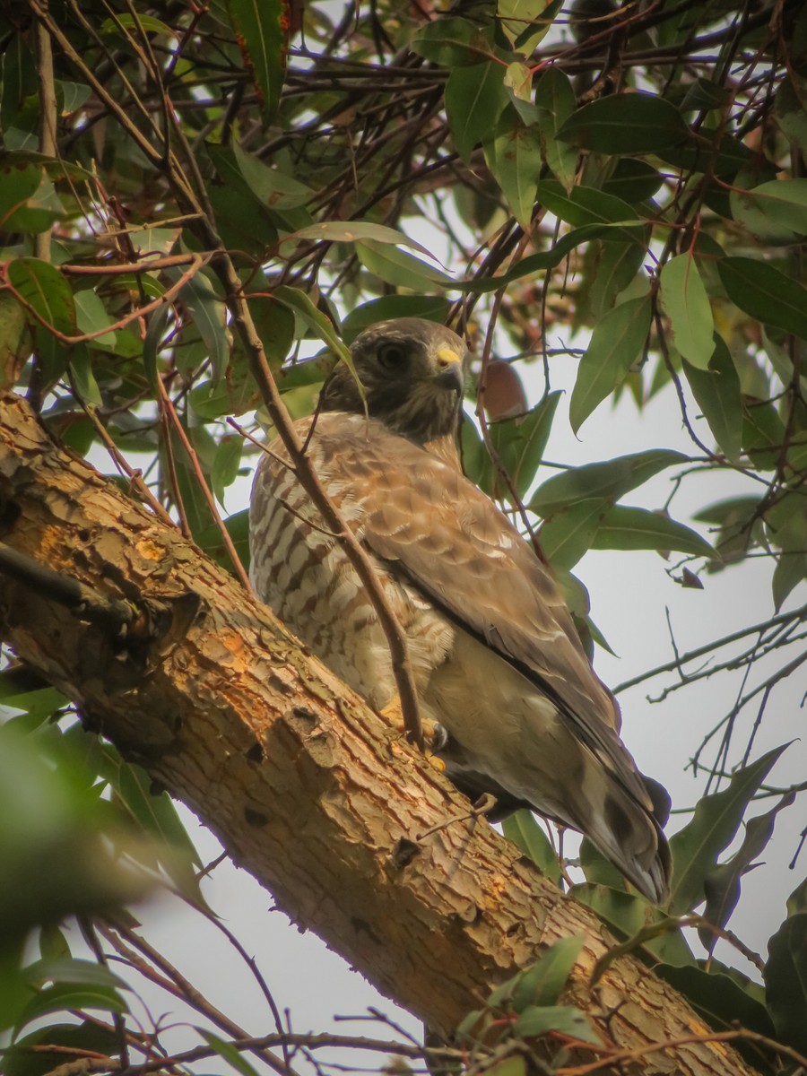 Broad-winged Hawk - ML539309731